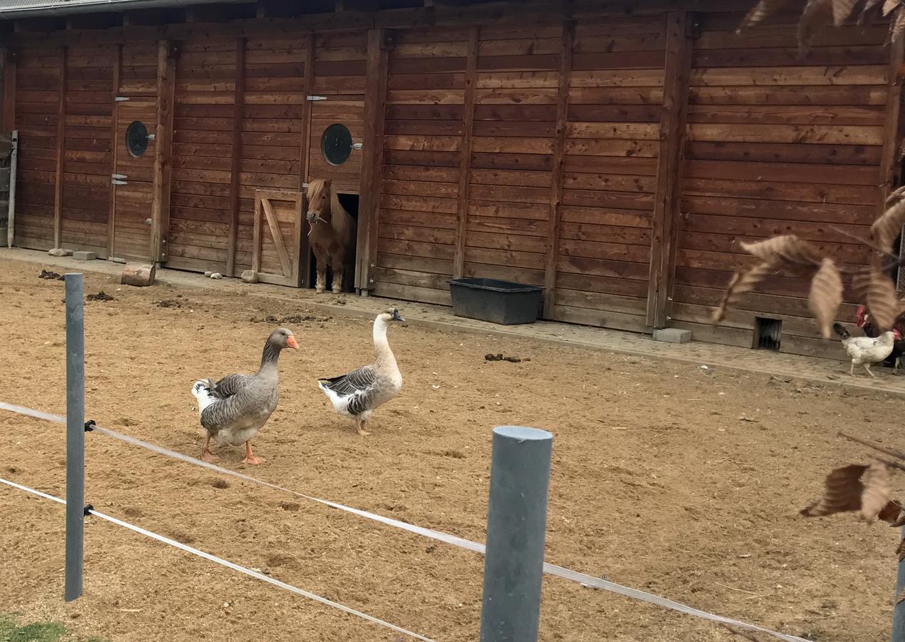 Farma Noe Pension Brezina  Buitenkant foto